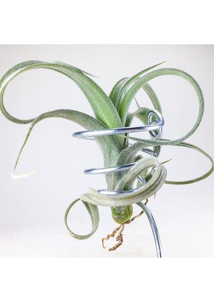 Tillandsia Curly Slim Pup (S) - El Yapımı Dekoratif Standı Ile Hava Bitkisi Airplant