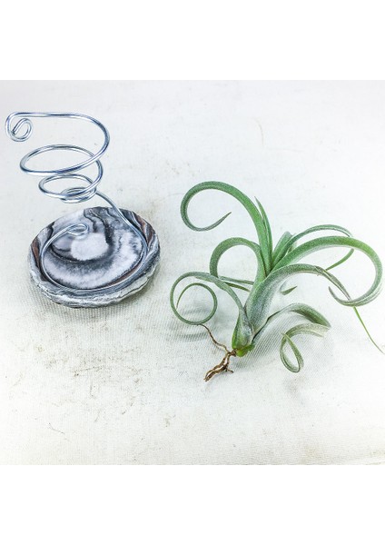 Tillandsia Curly Slim Pup (S) - El Yapımı Dekoratif Standı Ile Hava Bitkisi Airplant