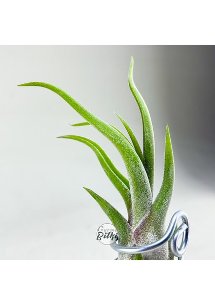 Tillandsia Caput Medusae (S) - El Yapımı Dekoratif Standı Ile Hava Bitkisi Çiçeği Air Plant