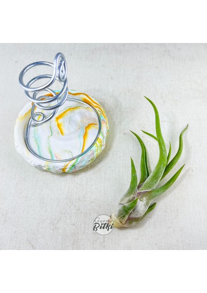 Tillandsia Caput Medusae (S) - El Yapımı Dekoratif Standı Ile Hava Bitkisi Çiçeği Air Plant