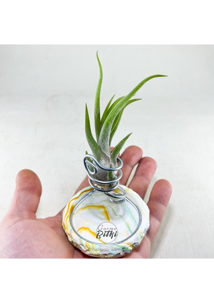 Tillandsia Caput Medusae (S) - El Yapımı Dekoratif Standı Ile Hava Bitkisi Çiçeği Air Plant