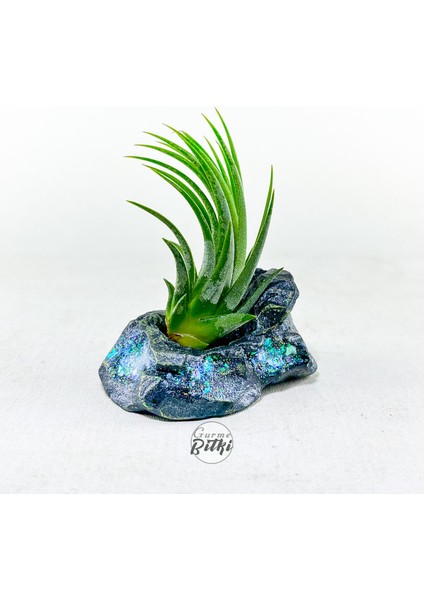 Tillandsia Ionantha Green (M) Crystal Stand - Hava Bitkisi Çiçeği Air Plant