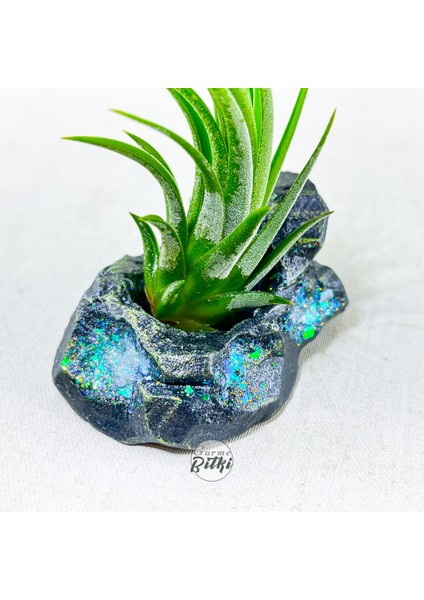 Tillandsia Ionantha Green (M) Crystal Stand - Hava Bitkisi Çiçeği Air Plant