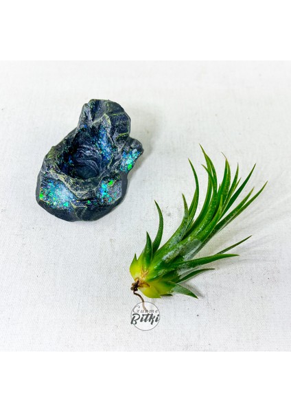 Tillandsia Ionantha Green (M) Crystal Stand - Hava Bitkisi Çiçeği Air Plant