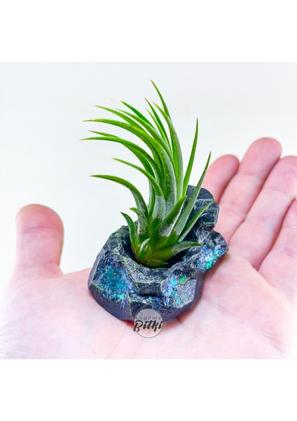 Tillandsia Ionantha Green (M) Crystal Stand - Hava Bitkisi Çiçeği Air Plant