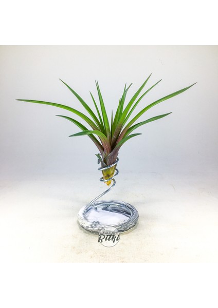 Tillandsia Cyanea (L) - El Yapımı Dekoratif Standı Ile Köksüz Hava Bitkisi Airplant
