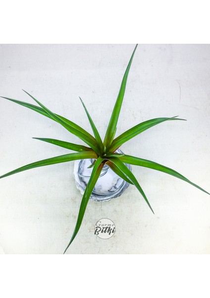 Tillandsia Cyanea (L) - El Yapımı Dekoratif Standı Ile Köksüz Hava Bitkisi Airplant