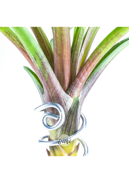 Tillandsia Cyanea (L) - El Yapımı Dekoratif Standı Ile Köksüz Hava Bitkisi Airplant