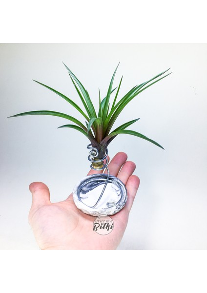 Tillandsia Cyanea (L) - El Yapımı Dekoratif Standı Ile Köksüz Hava Bitkisi Airplant