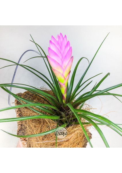 Tillandsia Cyanea (L) - El Yapımı Dekoratif Standı Ile Köksüz Hava Bitkisi Airplant