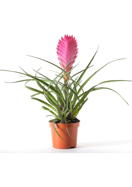 Tillandsia Cyanea - Pink Quill Hava Bitkisi Çiçeği 5.5 cm Saksıda