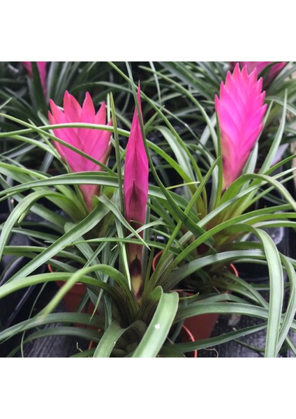Tillandsia Cyanea - Pink Quill Hava Bitkisi Çiçeği 5.5 cm Saksıda fırsatları