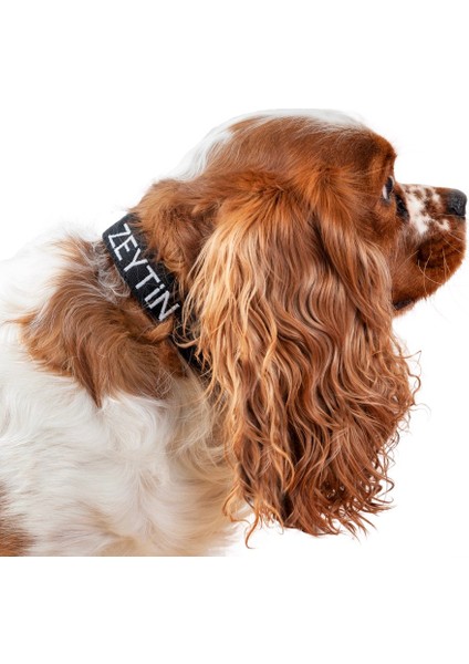 Kişiye Özel Köpek Boyun Tasması Isme Özel Köpek Tasması Isimli Köpek Tasması (Nakışlı)