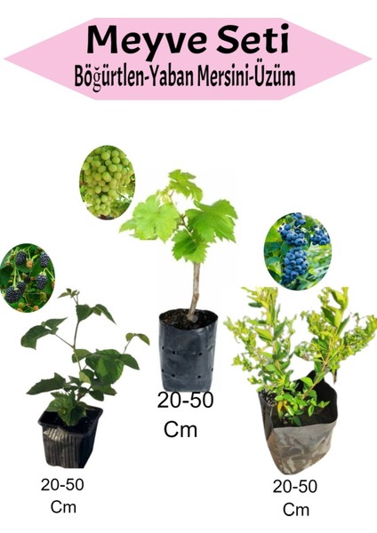 3'lü Set Böğürtlen + Çekirdekli Üzüm +Yaban Mersini Fidanı