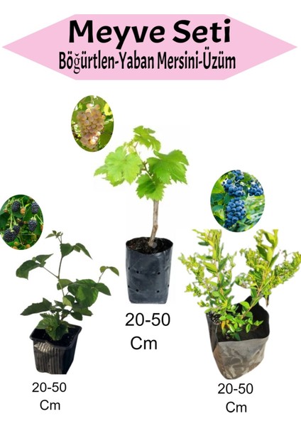 3'lü Set Böğürtlen + Sarı Çekirdeksiz Üzüm +Yaban Mersini Fidanı