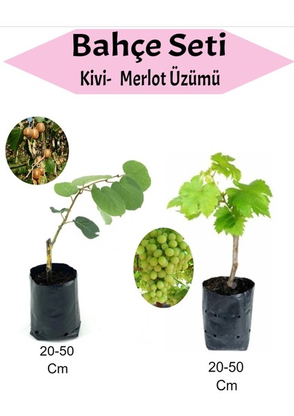 2'li Meyve Seti Kivi + Merlot Üzüm Fidanı