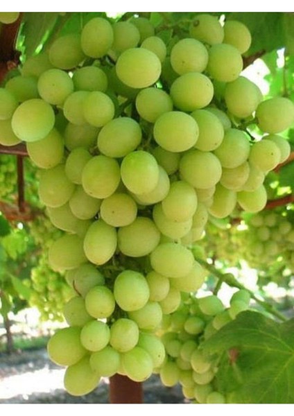 2'li Meyve Seti Kivi + Merlot Üzüm Fidanı modelleri