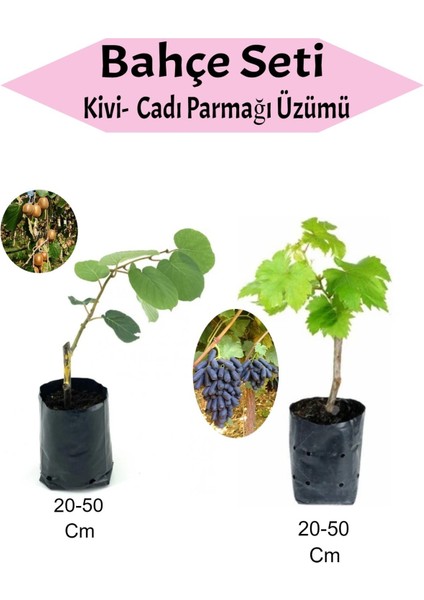 2'li Set Kivi + Cadı Parmağı Üzümü