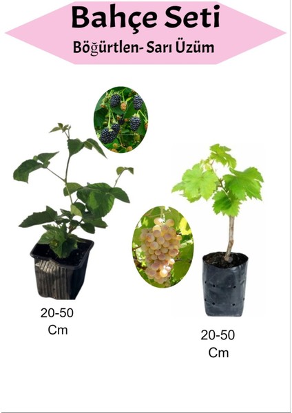 2'li Set Böğürtlen + Sarı Çekirdeksiz Üzüm Fidanı