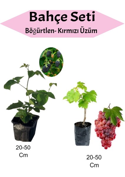 2'li Fidan Seti Böğürtlen + Kırmızı Üzüm Fidanı