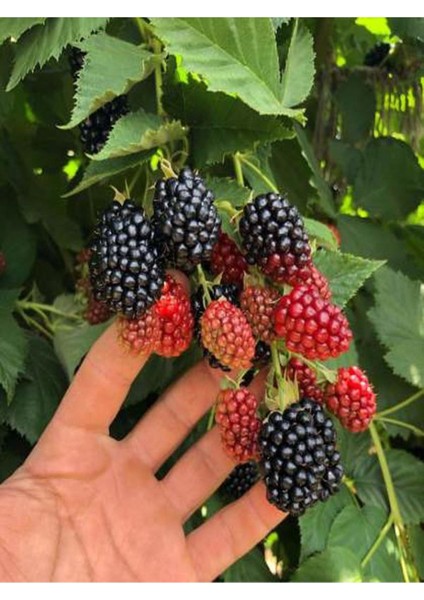 2'li Fidan Seti Böğürtlen + Kırmızı Üzüm Fidanı fiyatları