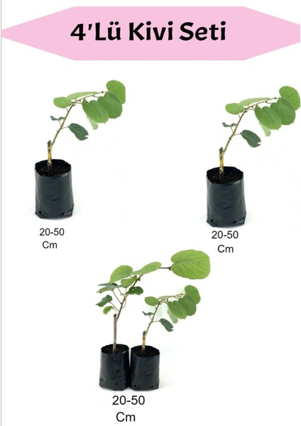 4'lü Meyve Seti Kivi Fidanı
