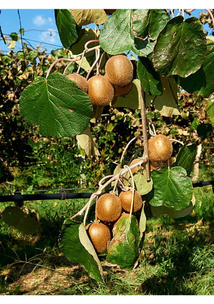 4'lü Meyve Seti Kivi Fidanı fiyatları