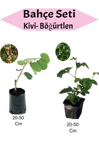 2'li Set Kivi + Böğürtlen Fidanı