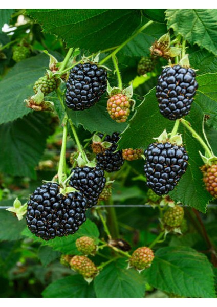 2'li Set Kivi + Böğürtlen Fidanı indirimleri