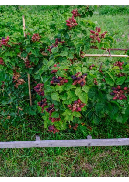 4'lü Böğürtlen Meyve Seti modelleri