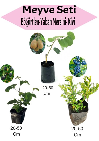 3'lü Meyve Seti Böğürtlen + Yaban Mersini+ Kivi Fidanı