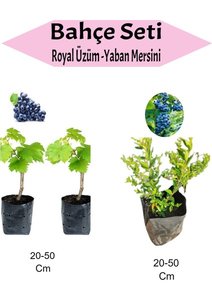 3'lü Meyve Seti 2 Adet Royal Üzüm Fidanı + 1 Adet Yaban Mersini Fidanı