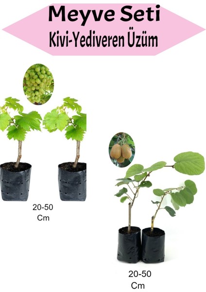 Meyve Seti 2 Adet Kivi + 2 Adet Yediveren Üzüm Fidanı