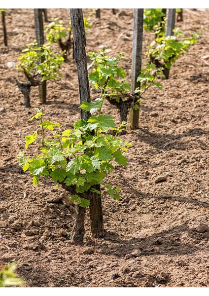 Meyve Seti 2 Adet Kivi + 2 Adet Yediveren Üzüm Fidanı fırsatları