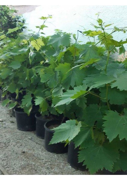 Meyve Seti 2 Adet Kivi + 2 Adet Yediveren Üzüm Fidanı indirimleri