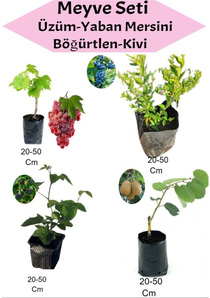 Meyve Seti 4'lü Set Kırmızı Üzüm-Yaban Mersini-Böğürtlen-Kivi
