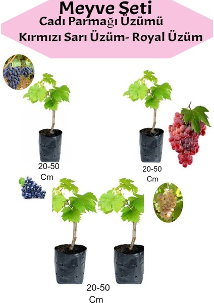 4'lü Üzüm Seti Cadı Parmağı+Kımrızı+Sarı+ Royal Üzüm Fidanı