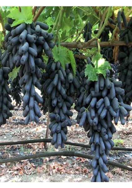 4'lü Üzüm Seti Cadı Parmağı+Kımrızı+Sarı+ Royal Üzüm Fidanı fiyatları