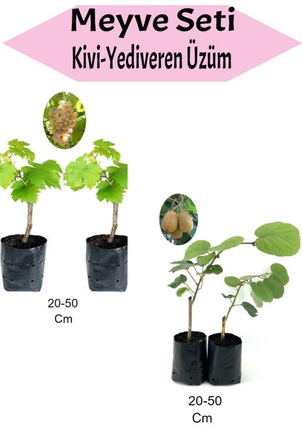 4'lü Meyve Seti 2 Adet Royal Üzüm +2 Adet Kivi Fidanı