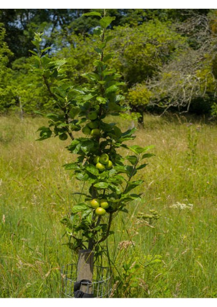 4'lü Meyve Seti 2 Adet Royal Üzüm +2 Adet Kivi Fidanı fırsatları