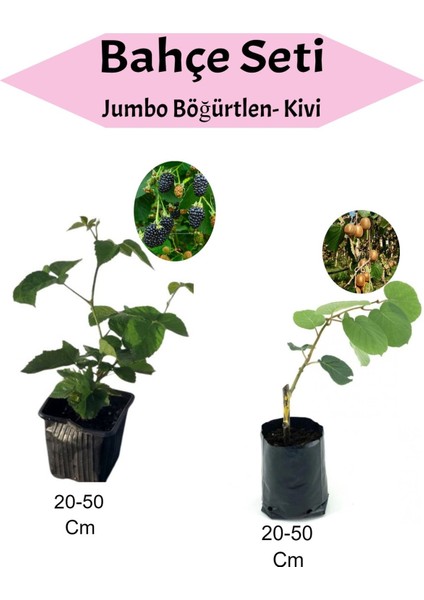 2'li Set Jumbo Böğürtlen + Kivi Fidanı