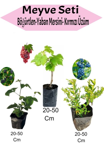 3'lü Set Böğürtlen + Kımrızı Üzüm + Yaban Mersini Fidanı