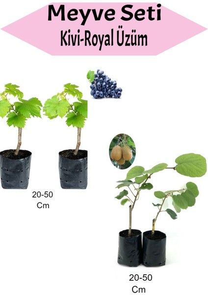 4'lü Set 2 Adet Royal Üzüm Fidanı + 2 Adet Kivi Fidanı
