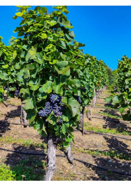 4'lü Set 2 Adet Royal Üzüm Fidanı + 2 Adet Kivi Fidanı fiyatları