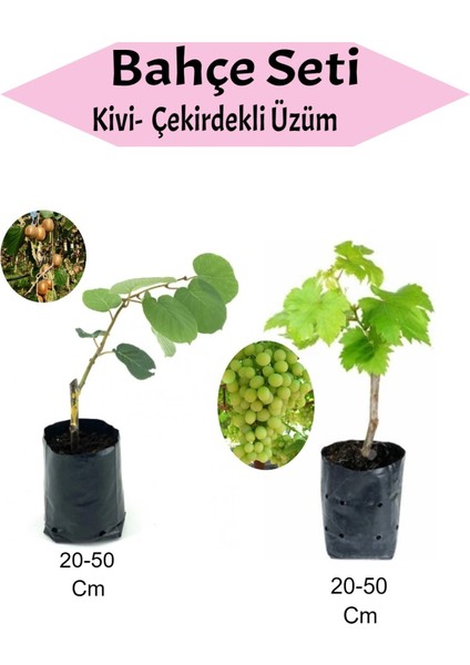 2'li Set Kivi + Çekirdekli Üzüm Fidanı