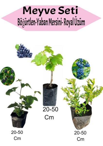 3'lü Meyve Seti Böğürtlen + Yaban Mersini+ Royal Üzüm Fidanı
