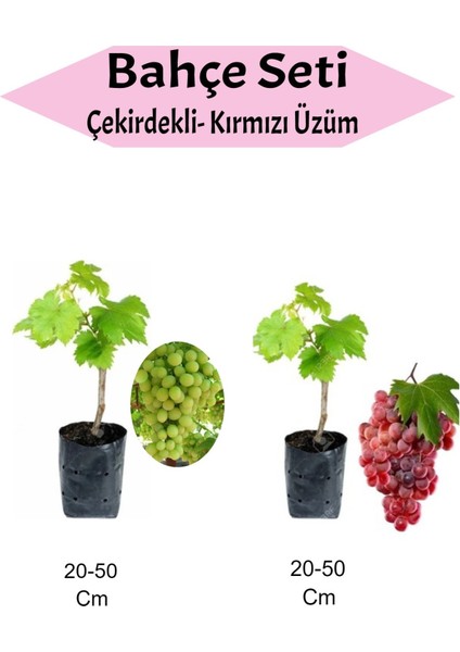 2'li Meyve Seti Çekirdekli Üzüm +Kırmızı Üzüm Fidanı