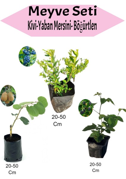 3'lü Set Kivi + Yaban Mersini+ Böğürtlen Fidanı