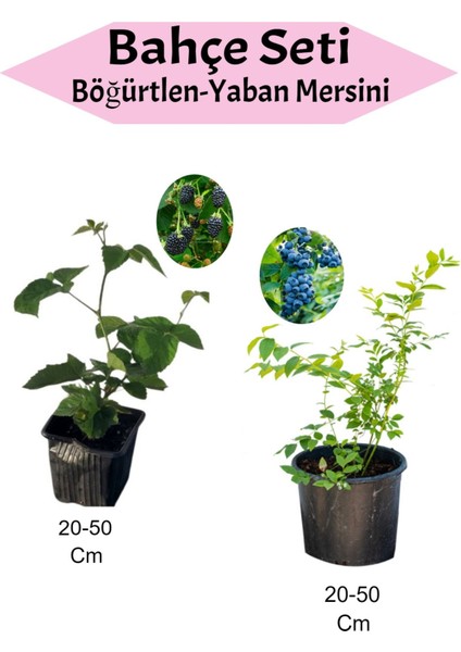 2'li Set Böğürtlen + Yaban Mersini Fidanı