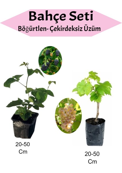 2'li Meyve Seti Böğürtlen-Çekirdeksiz Üzüm